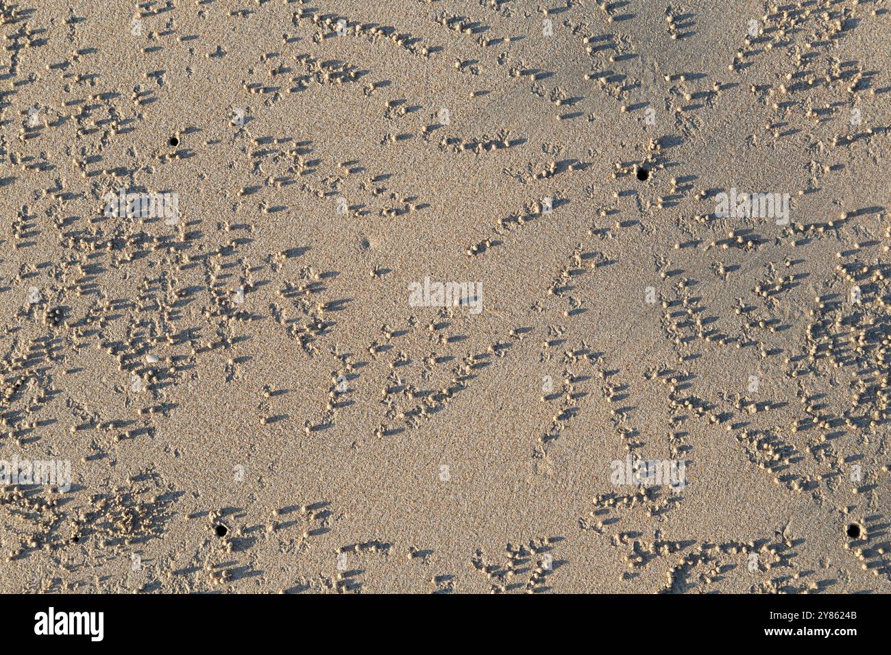 Poche buche di granchio e un sacco di piccole palle di sabbia fatte dal granchio gorgogliante sulla spiaggia in una giornata di sole, vista dall'alto. Sfondo sabbioso naturale astratto. Foto Stock