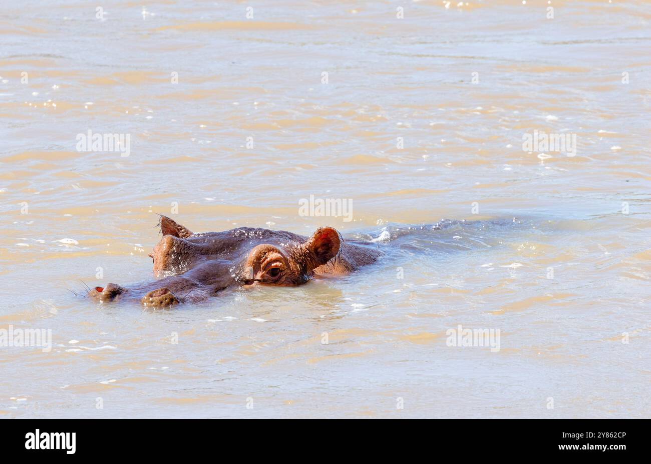 Un toro ippopotamo riposa nel fiume Great Ruaha durante il giorno, mantenendosi fresco nell'acqua. Molto territoriali tornano alla loro zona di fiume usando lo sterco Foto Stock