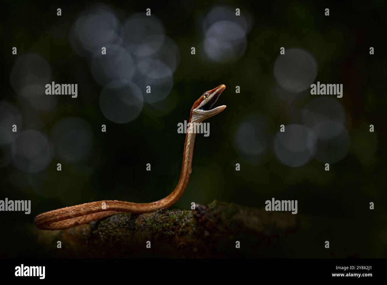 Oxybelis koehleri, serpente di vite di Köhler, viper sembra un lacci delle scarpe. Slanciatore sottile con muso a bocca aperta. Rettile arrabbiato nell'habitat naturale, avidità oscura Foto Stock