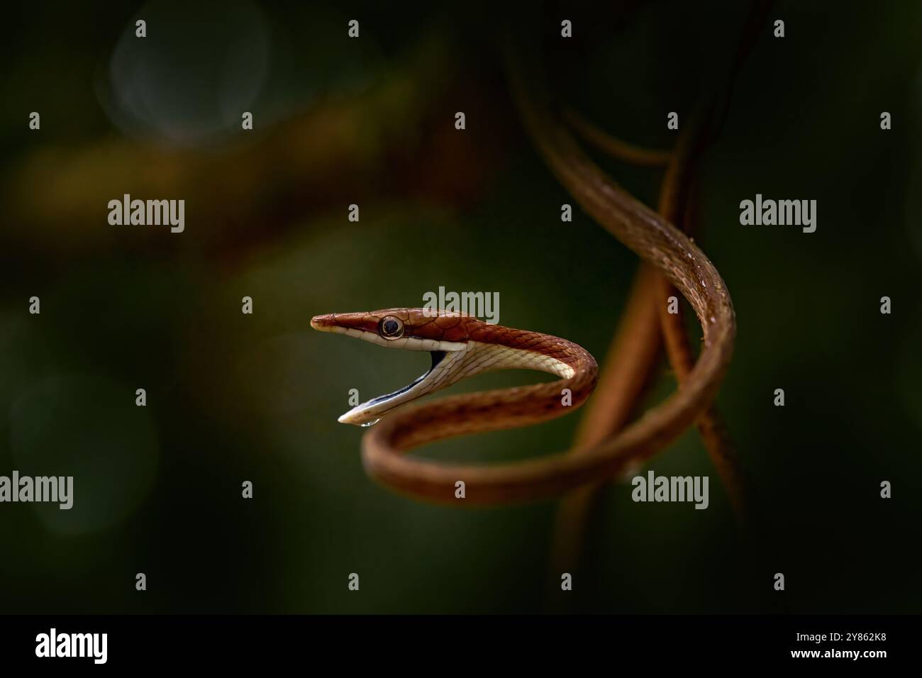 Oxybelis koehleri, serpente di vite di Köhler, viper sembra un lacci delle scarpe. Slanciatore sottile con muso a bocca aperta. Rettile arrabbiato nell'habitat naturale, avidità oscura Foto Stock