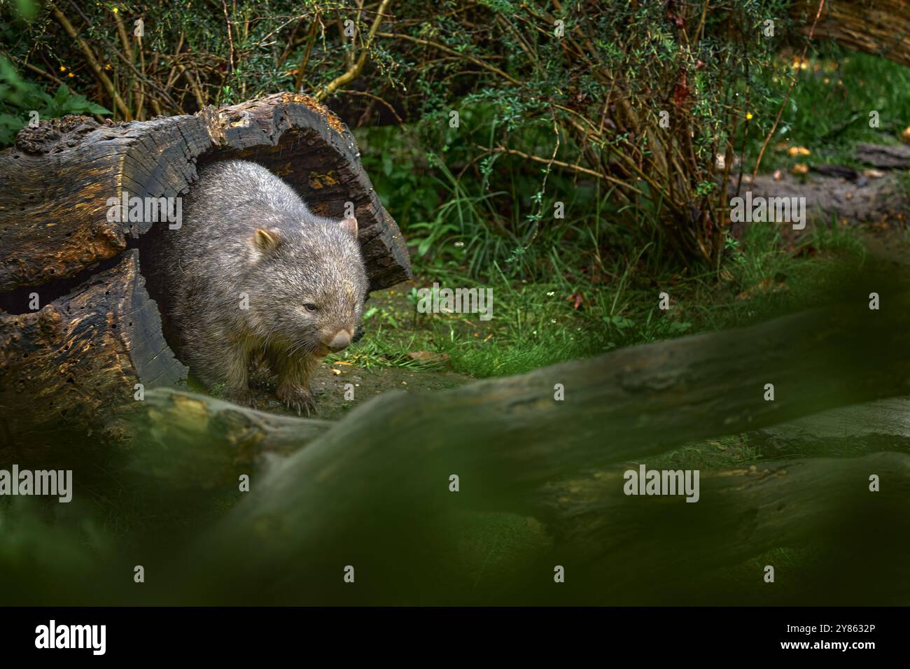 Wombat, Vombatus ursinus, grazioso animale grigio dall'Australia e dalla Tasmania. Curioso mammifero dall'Australia. Viaggiando nella natura selvaggia, da vicino. Comune Foto Stock