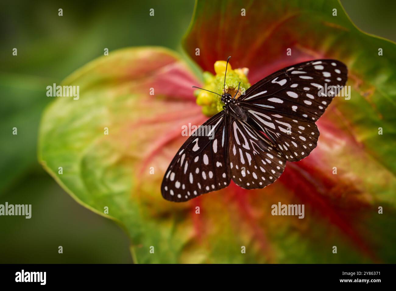 Farfalla tigre blu scuro, Tirumala septentrionis, splendido insetto nella foresta tropicale. Butterfy seduto sulla foglia di fiori rossi, Borneo, Malesia. W Foto Stock