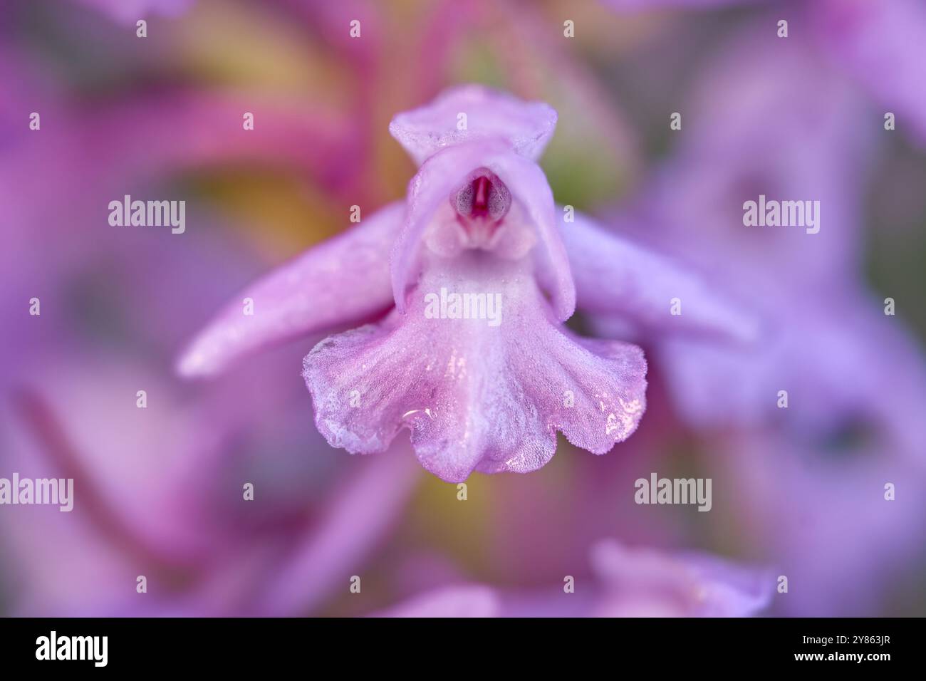 Dettagli rosa orchidea selvatica. Boom dei fiori in natura. Gymnadenia conopsea,Orchidea profumata comune, orchidea selvatica terrestre europea in fiore rosa in natura Foto Stock
