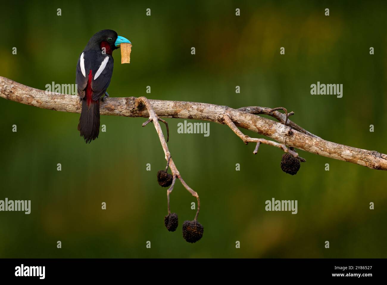 Banda larga nera e rossa, Cymbirhynchus macrorhynchos, seduta sul ramo con erba nel disegno di legge, materiale di nidificazione. Uccello rosso nero nella folla della natura Foto Stock