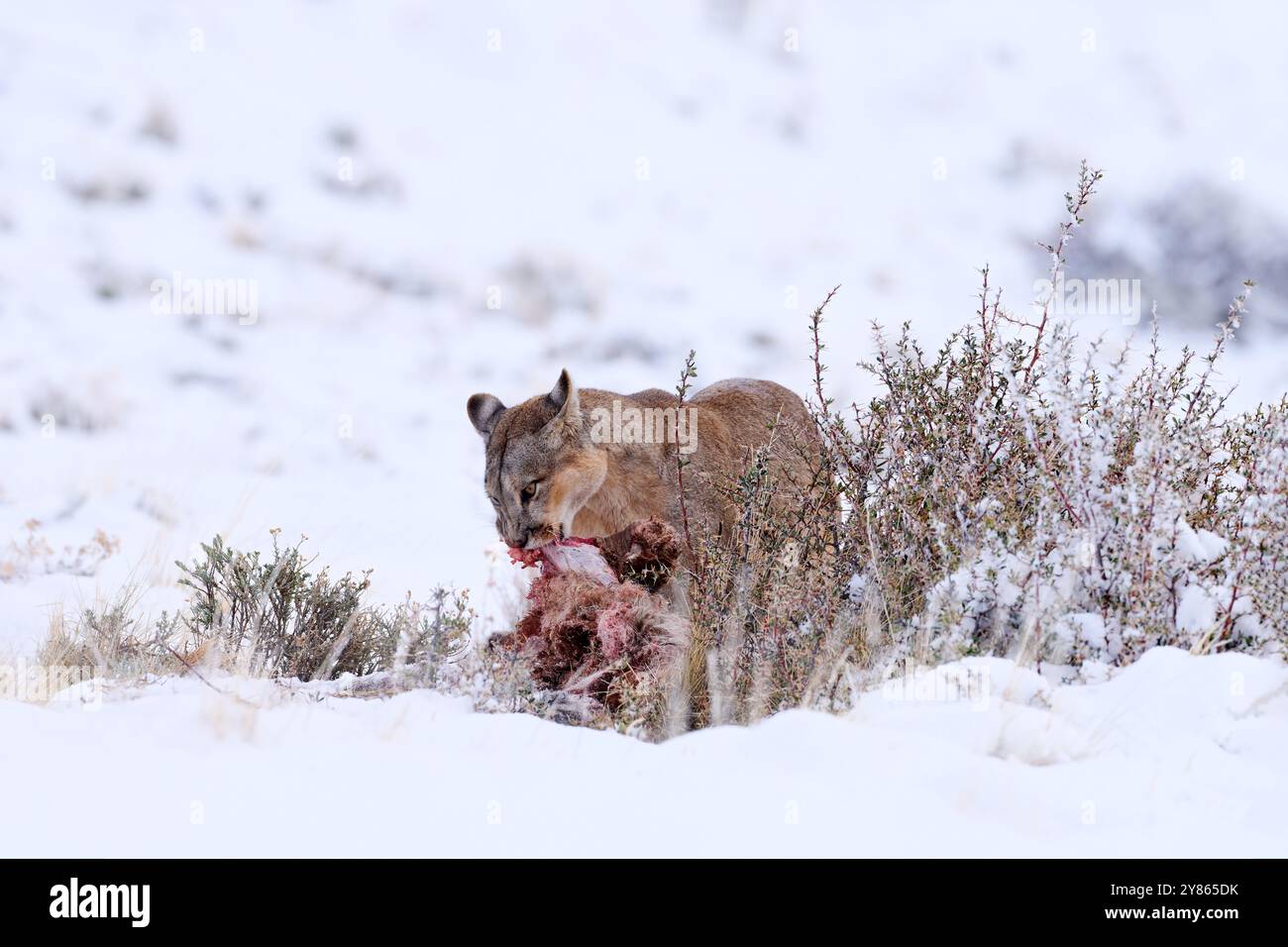 Puma catch lama guanaco, habitat naturale invernale con neve, Torres del Paine, Cile. Gatto selvaggio Cougar, puma concolor, neve tramonto luce e pericoloso Foto Stock