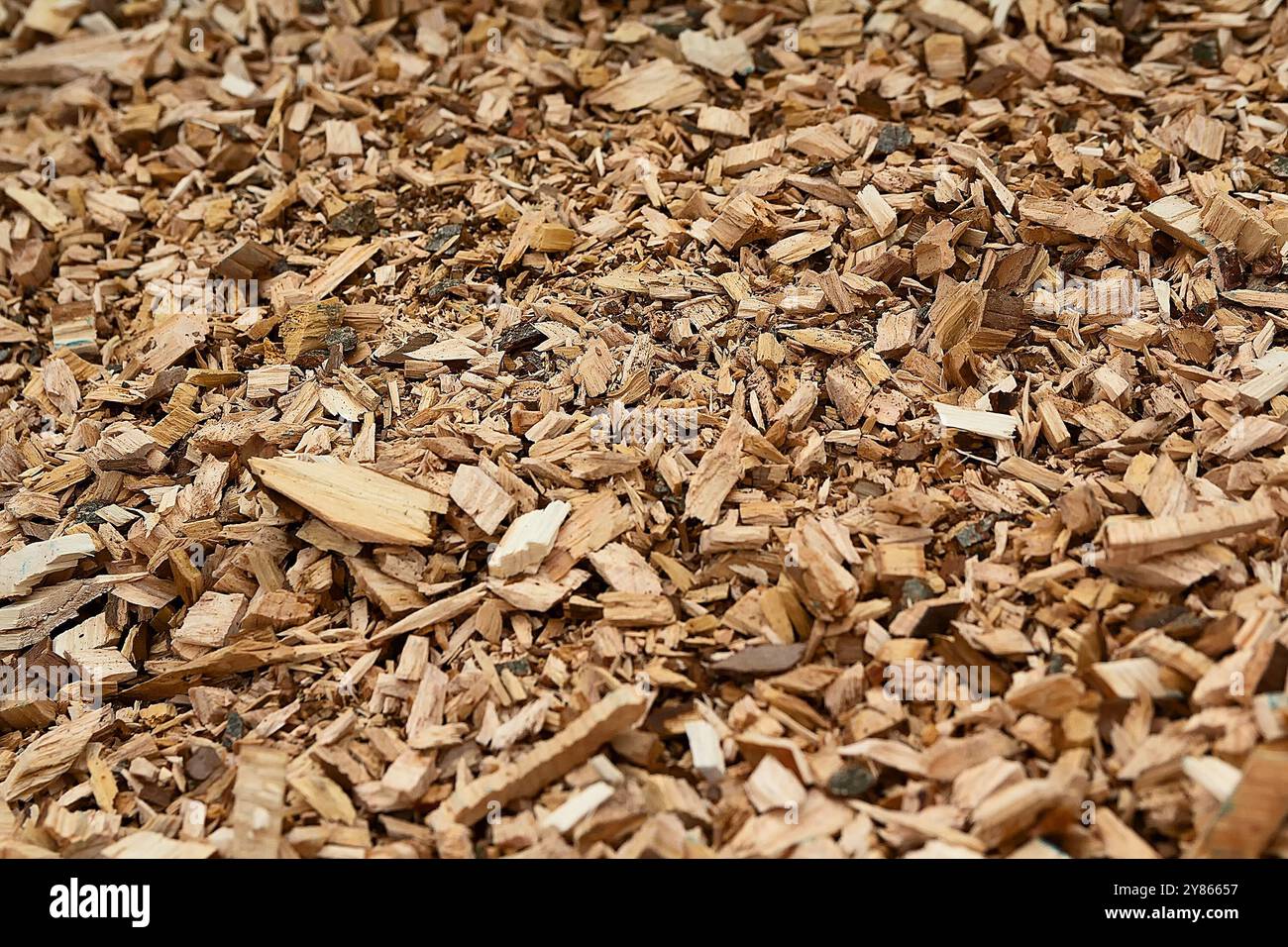 Trucioli di legno sul pavimento della segheria in primo piano. Sfondi e texture Foto Stock