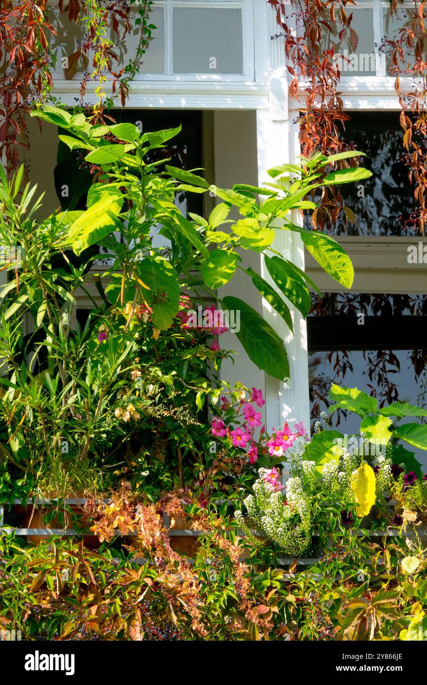 Piante verdi che crescono sul Balcony Germany Kreuzberg City District Foto Stock