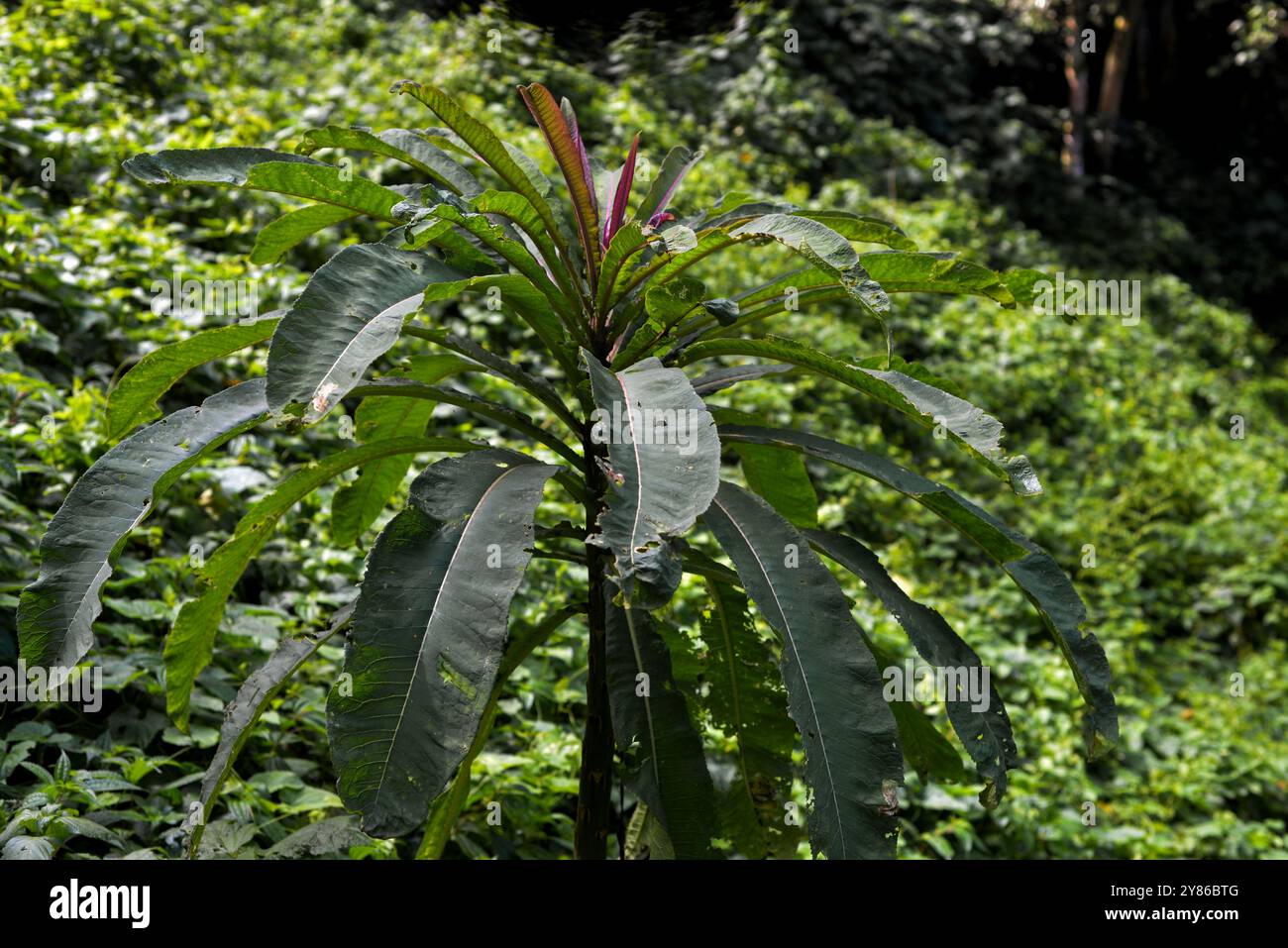 Uno stabilimento di Lobelia nel Parco Nazionale impenetrabile di Bwindi - Uganda Foto Stock