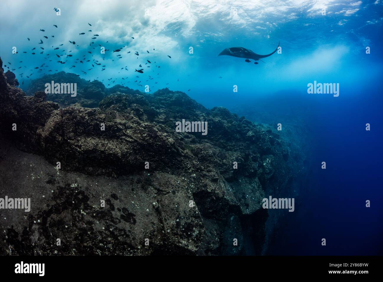 Giant Pacific Manta Ray (Manta birostris) nelle Isole Revillagigedo, Messico Foto Stock