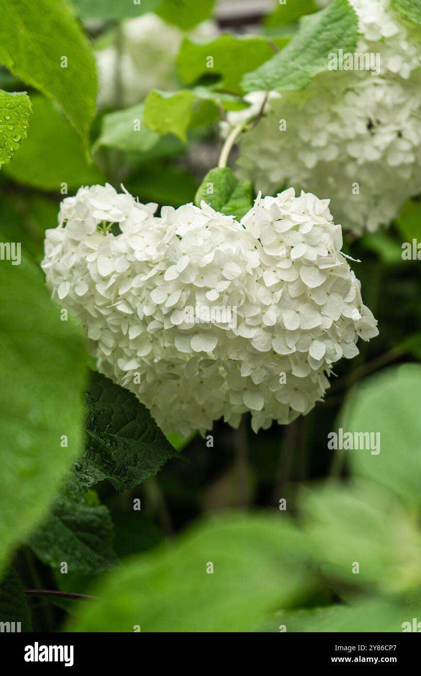Hydrangea annabelle bianca. Sfondo floreale naturale. Fiore bianco selettivo di Hydrangea Arborescens in giardino con foglie verdi. Foto Stock