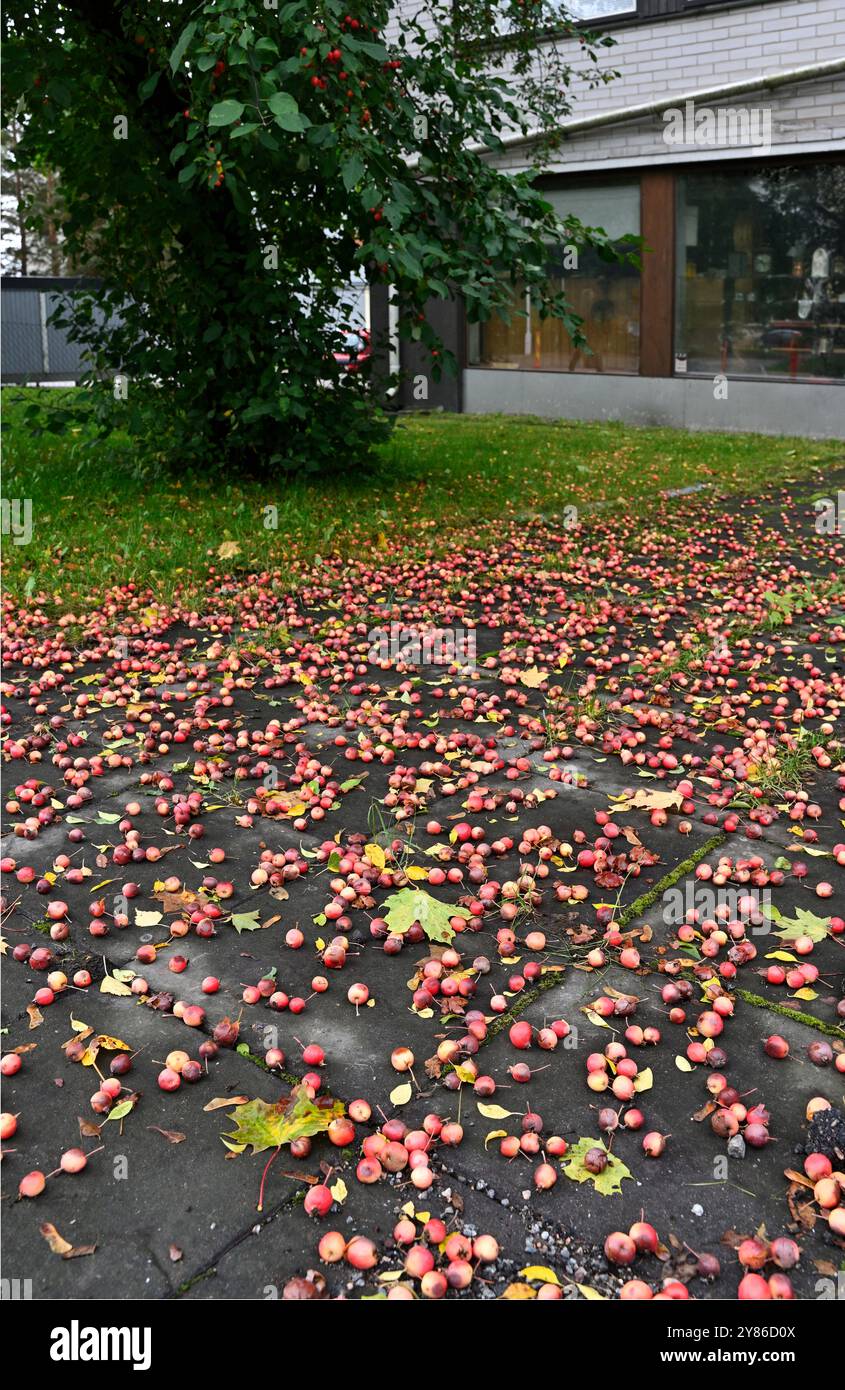Questa immagine cattura una scena di crabapples caduti sparsi su un sentiero lastricato sotto un albero carico di frutta. I piccoli frutti rossi sono sparsi nel variou Foto Stock