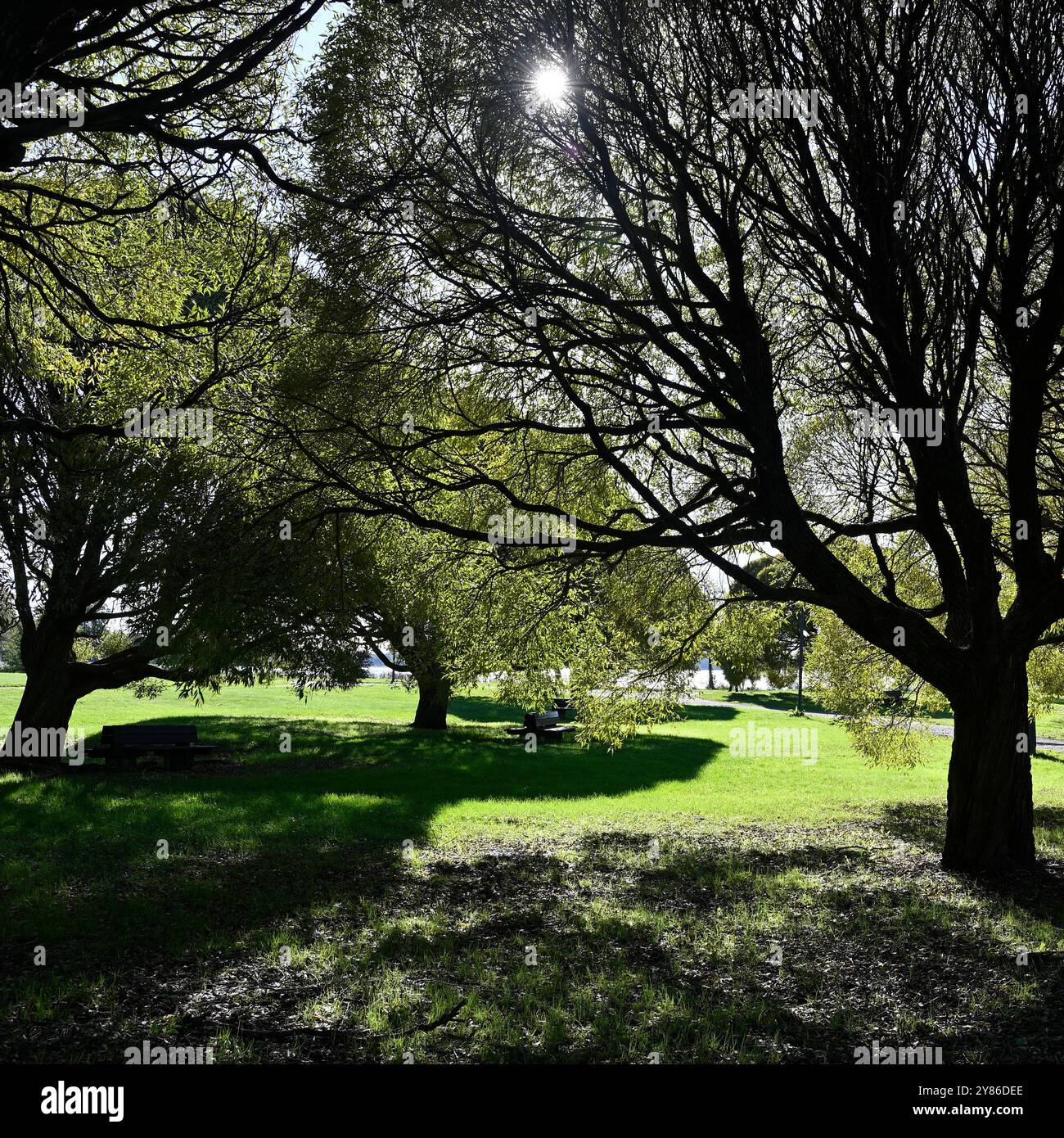 Questa foto cattura splendidamente un tranquillo ambiente del parco, con la luce del sole che filtra tra tra i rami di grandi alberi frondosi. L'interazione tra luce e Foto Stock