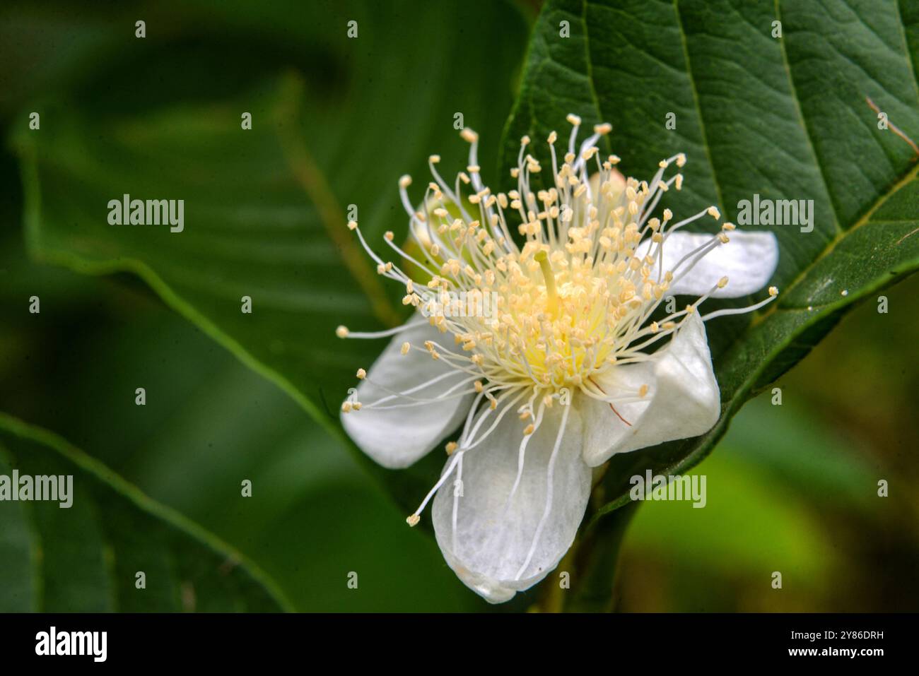 Fiore di guava ( Psidium guajava ) - Uganda Foto Stock