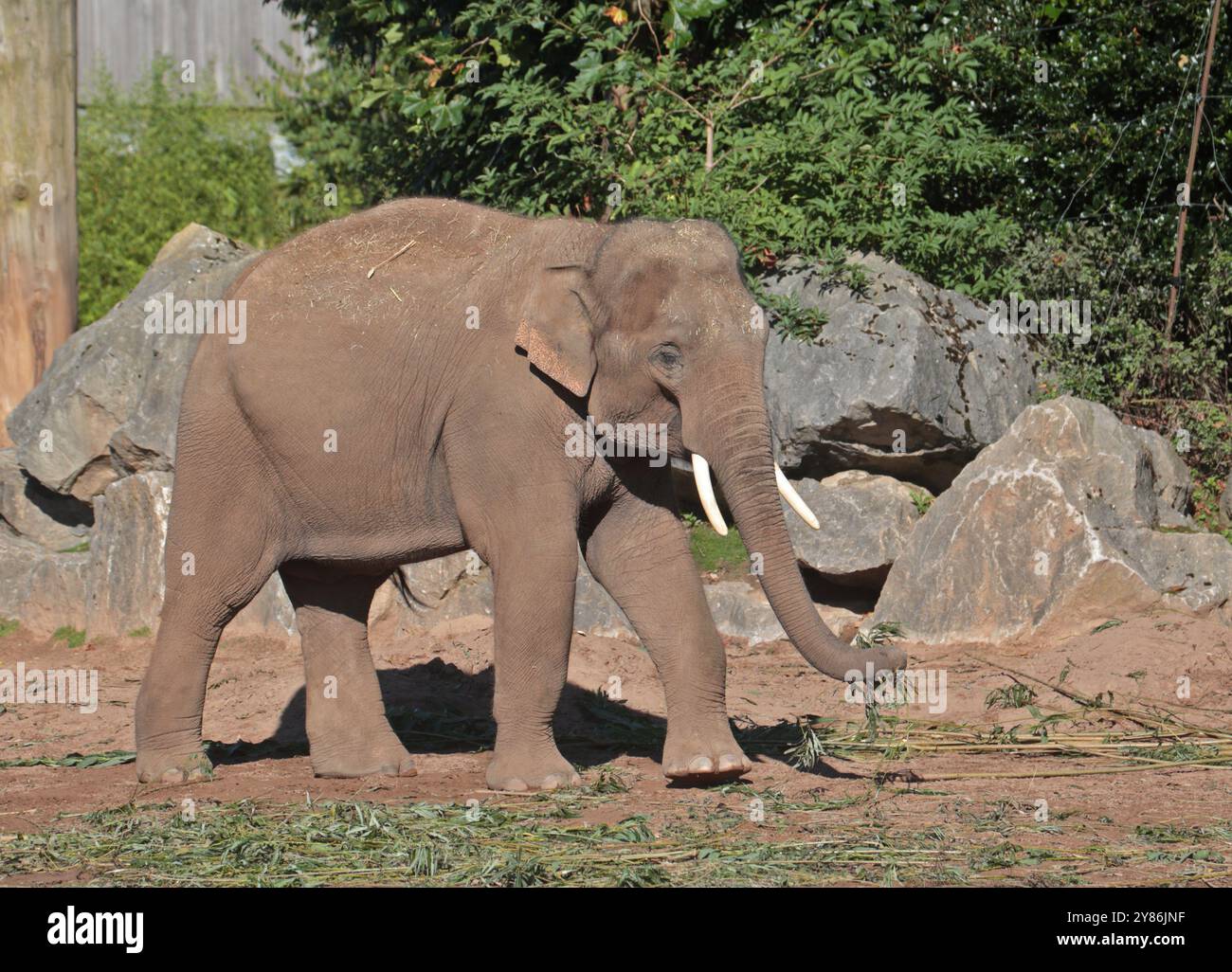 Elefante asiatico (elephas maximus), Chester Zoo, Regno Unito Foto Stock