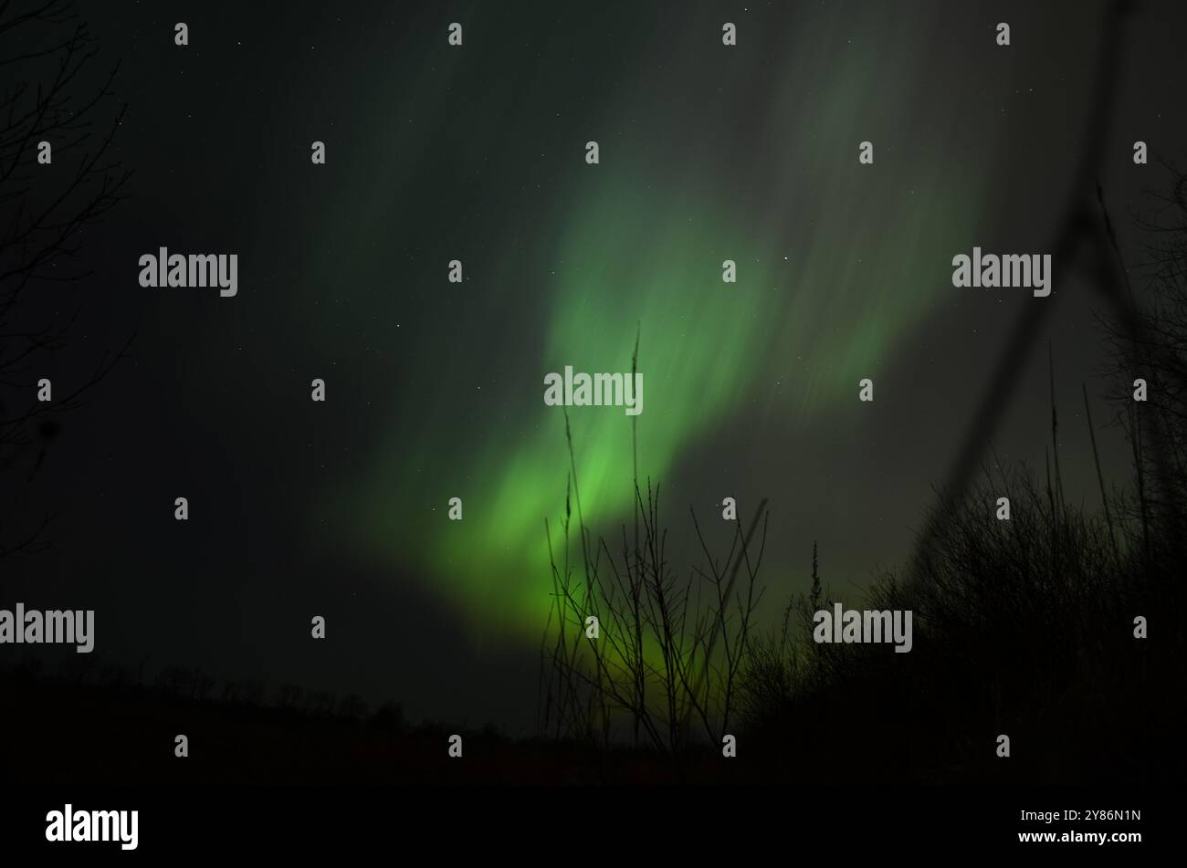 Aurora sopra i ramoscelli scuri Foto Stock