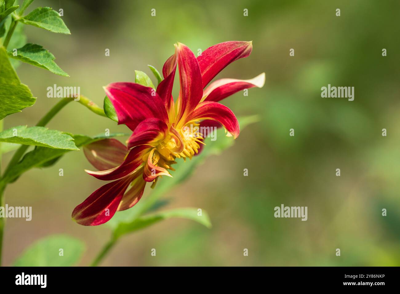 Vista ravvicinata di stelo, foglie e fiori di dahlia pinnata rossa e gialla dorata che fiorisce all'aperto in giardino isolato su un luminoso sfondo naturale Foto Stock