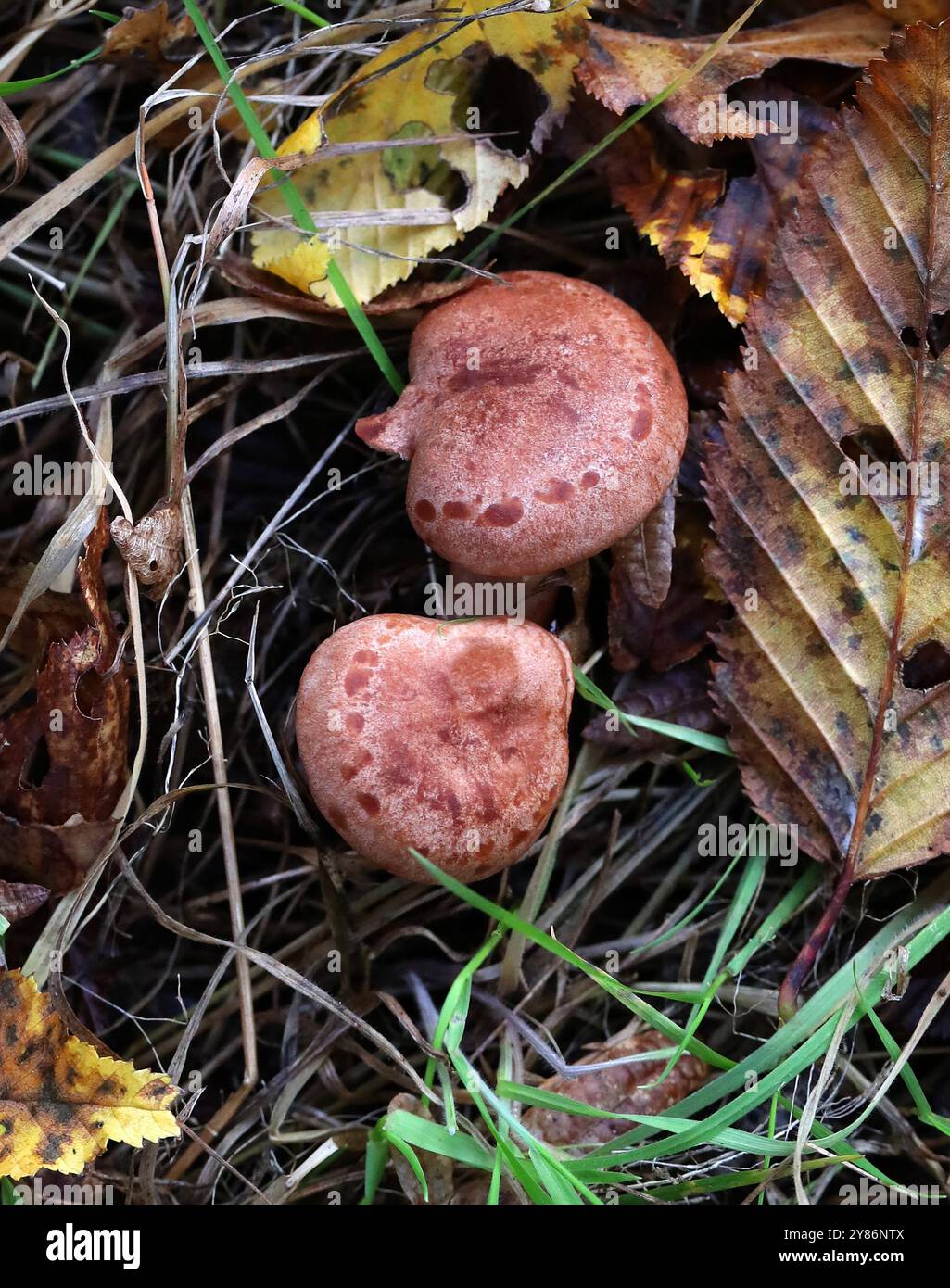 Oakbug Milkcap, Lactarius quietus, Russulaceae. Coltivazione in boschi misti di quercia e faggio. Herfordshire. Foto Stock