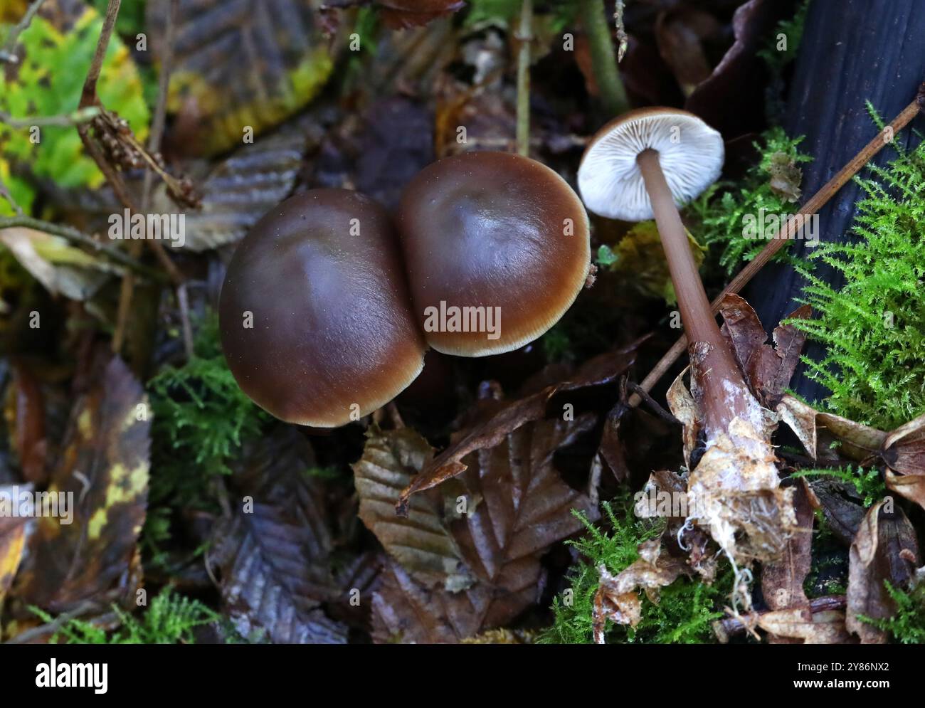 Butter Cap Fungus o Buttery Collibia, Rhodocollybia butyracea, Marasmiaceae (Tricholomataceae). Bricket Wood, Hertfordshire, Regno Unito. Foto Stock