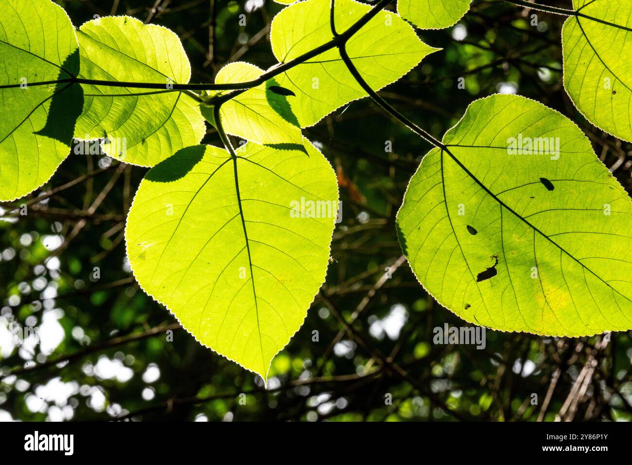 Foglie di gelso di carta nella foresta di Mabira - Uganda Foto Stock