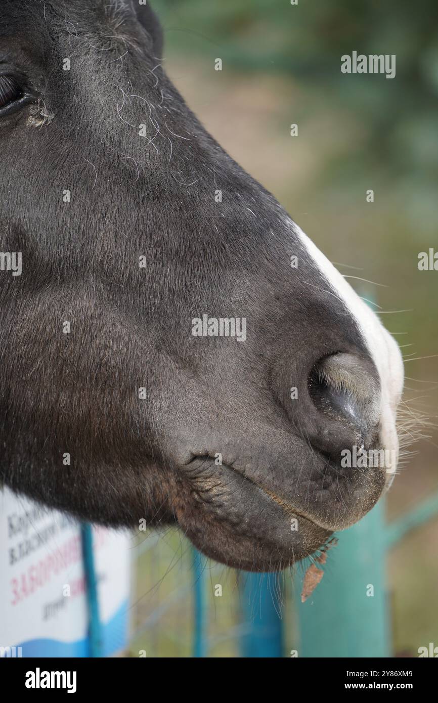 Primo piano della testa di pony nera. Occhi di cavallo, naso e criniera. Il pony ha un aspetto pungente. Testa animale. Un piccolo pony come esempio di una forte amicizia tra di loro Foto Stock