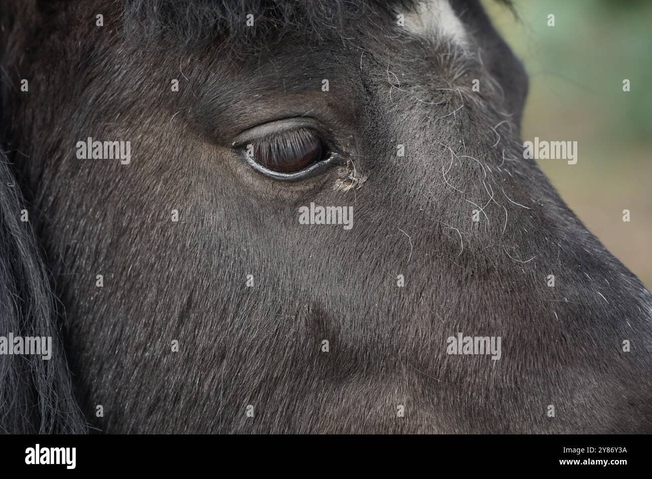 Primo piano della testa di pony nera. Occhi di cavallo, naso e criniera. Il pony ha un aspetto pungente. Testa animale. Un piccolo pony come esempio di una forte amicizia tra di loro Foto Stock