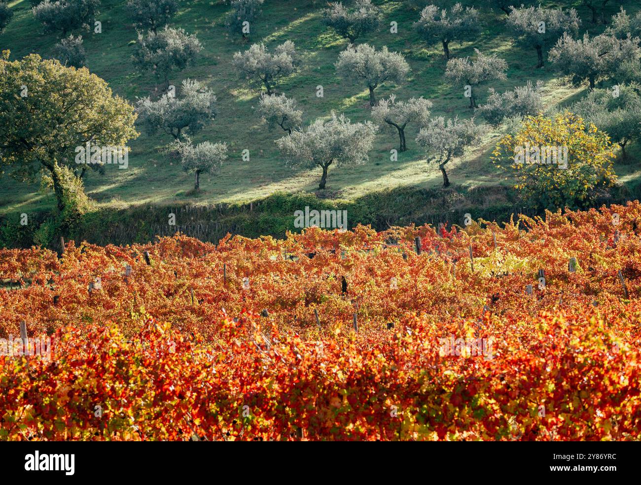Vigneti del Sagrantino in autunno, Montefalco, Umbria, Italia. Foto Stock