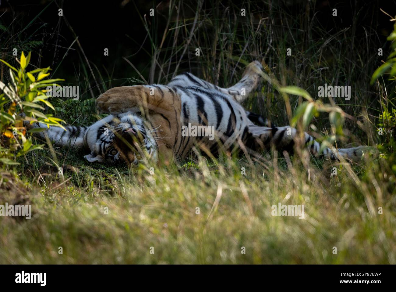 Tigre rotolante Foto Stock