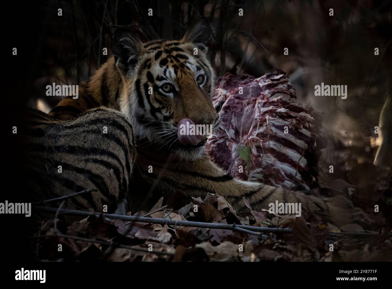 Giovane Cub per un omicidio nella zona cuscinetto Foto Stock