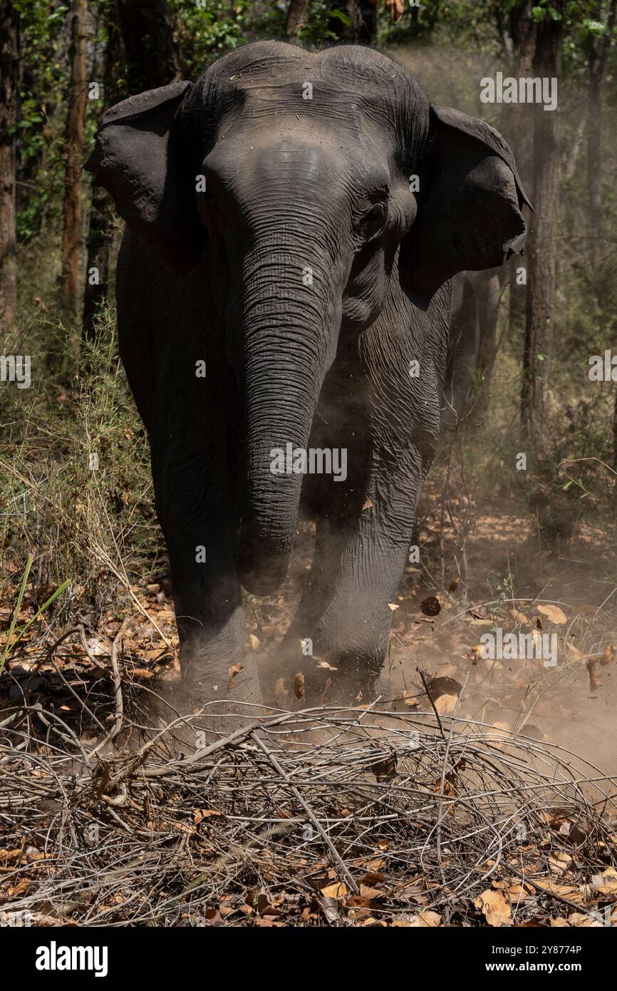 Ricarica di elefante Foto Stock