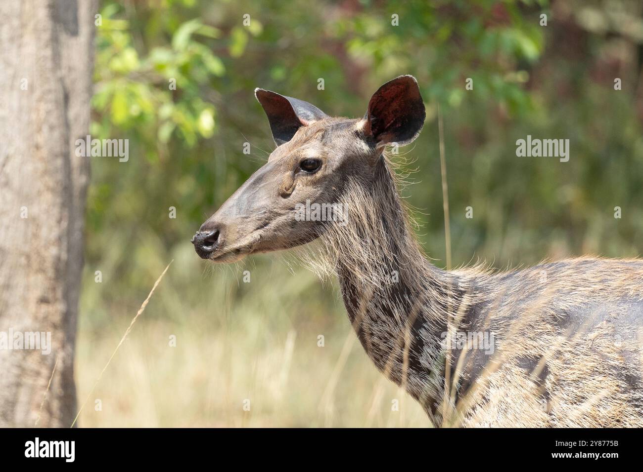 Sambar, caro Ritratto Foto Stock