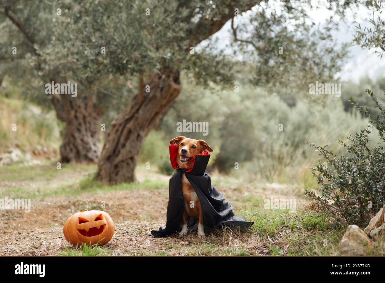 Un cane vestito con un costume da vampiro si siede accanto a una zucca scolpita all'aperto. La scena a tema Halloween combina il divertente costume da cucciolo con il Foto Stock