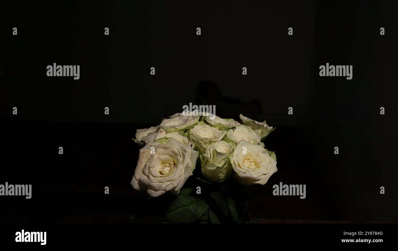 Bouquet di rose bianche in fiore su sfondo scuro. Rose bianche rotanti su sfondo nero. Atmosfera Noir Foto Stock