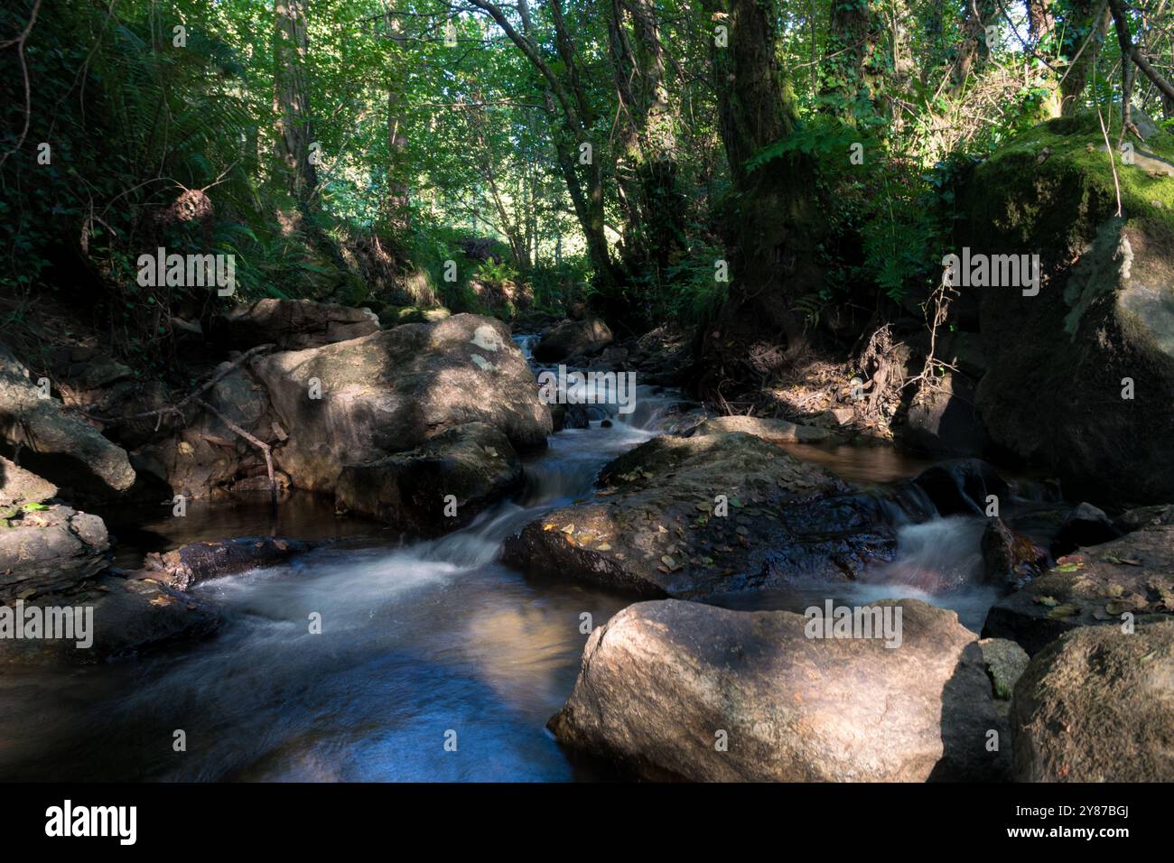 Un sereno ruscello della foresta che scorre sopra le rocce, circondato da lussureggianti alberi verdi. L'atmosfera tranquilla e la bellezza naturale lo rendono una rappresentazione ideale Foto Stock