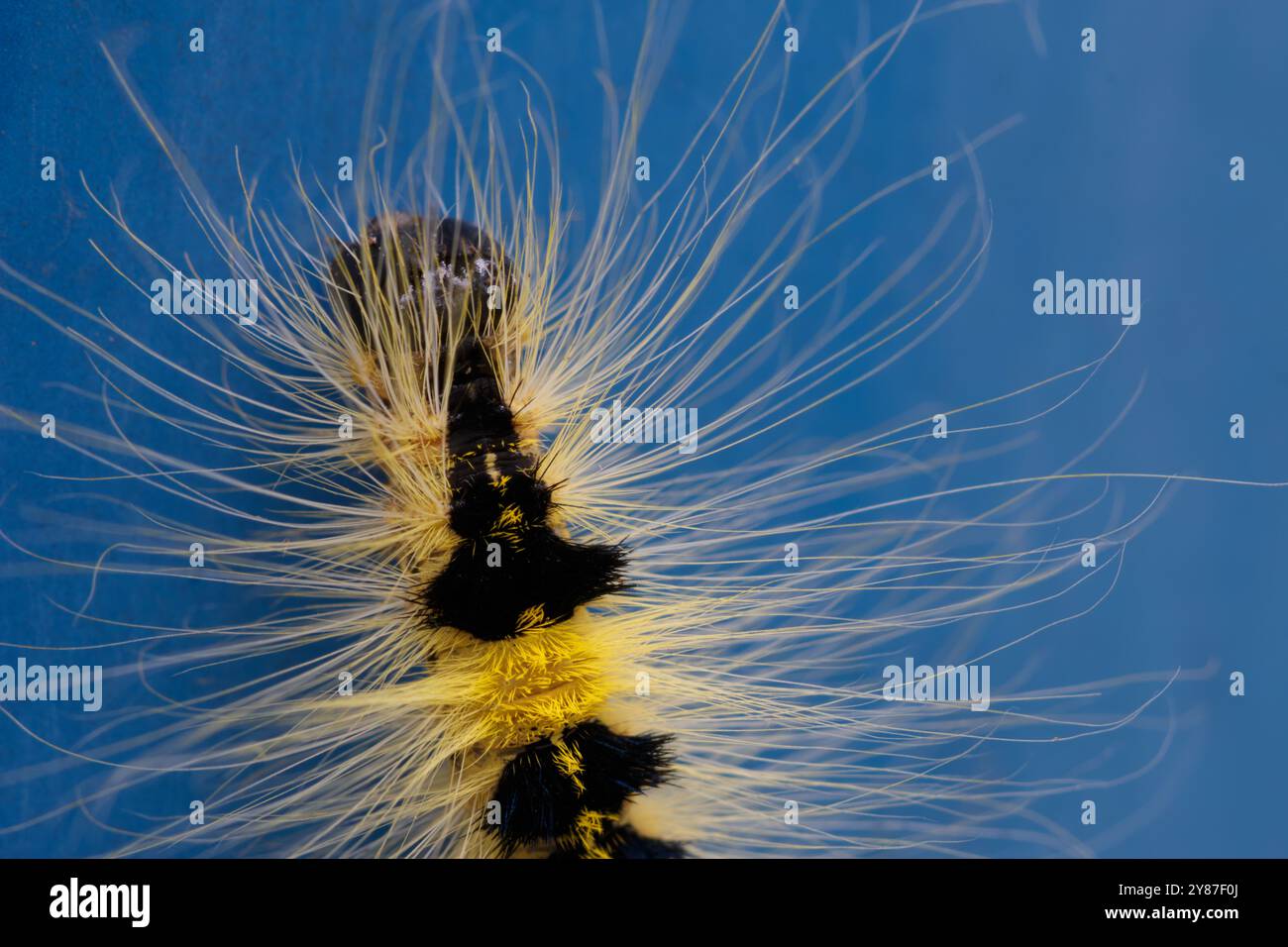 Primo piano di caterpillar peloso nero e giallo su sfondo blu Foto Stock