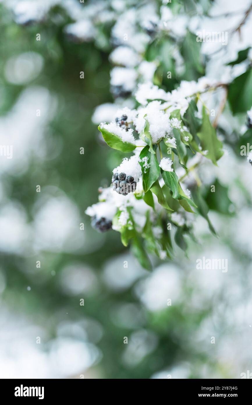 Ramo verde delle bacche di edera ricoperte di neve in inverno Foto Stock