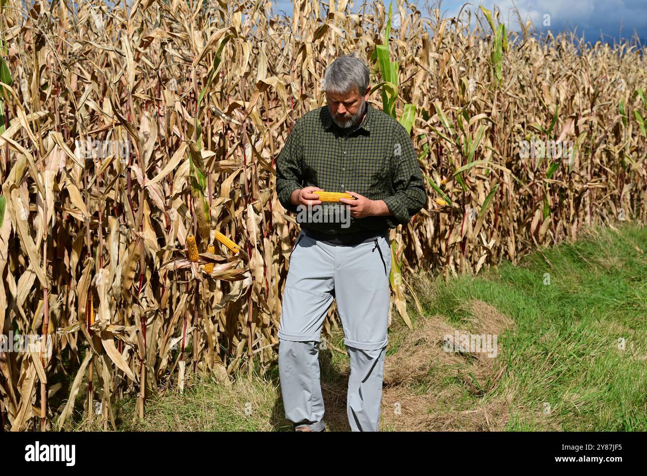 L'agricoltore ai margini di un campo di granturco controlla la qualità di una pannocchia di granturco Foto Stock