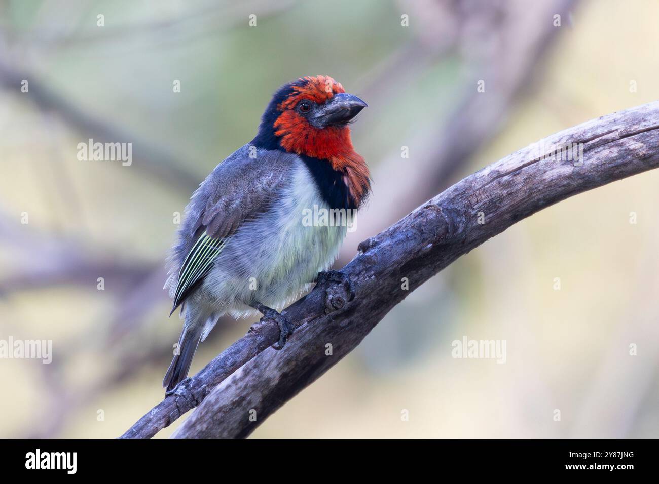 Barbet con colletto nero (Lybius torquatus) Limpopo, Sudafrica Foto Stock