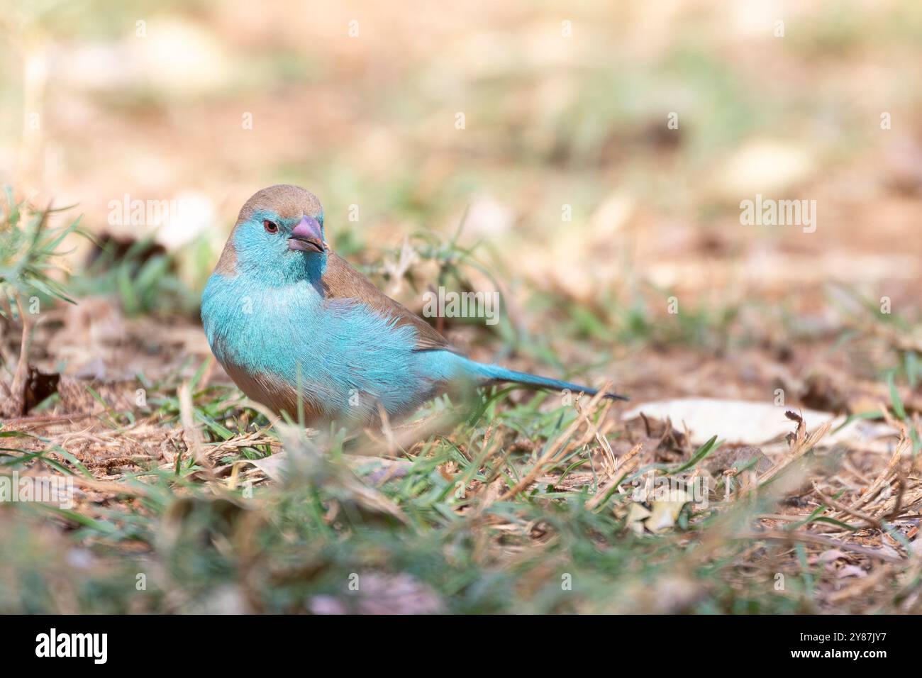 Blue Waxbill (Uraeginthus angolensis) femmina chiamata anche Southern Blue waxbill, Blue-breasted waxbill, Southern cordon-bleu, Blue-cheeked cordon-bleu, Foto Stock