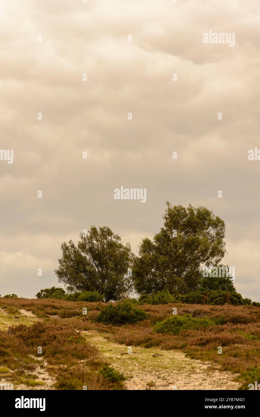 Paesaggio coperto con brughiera, alberi e nuvole di stratocumulo, toni caldi Foto Stock