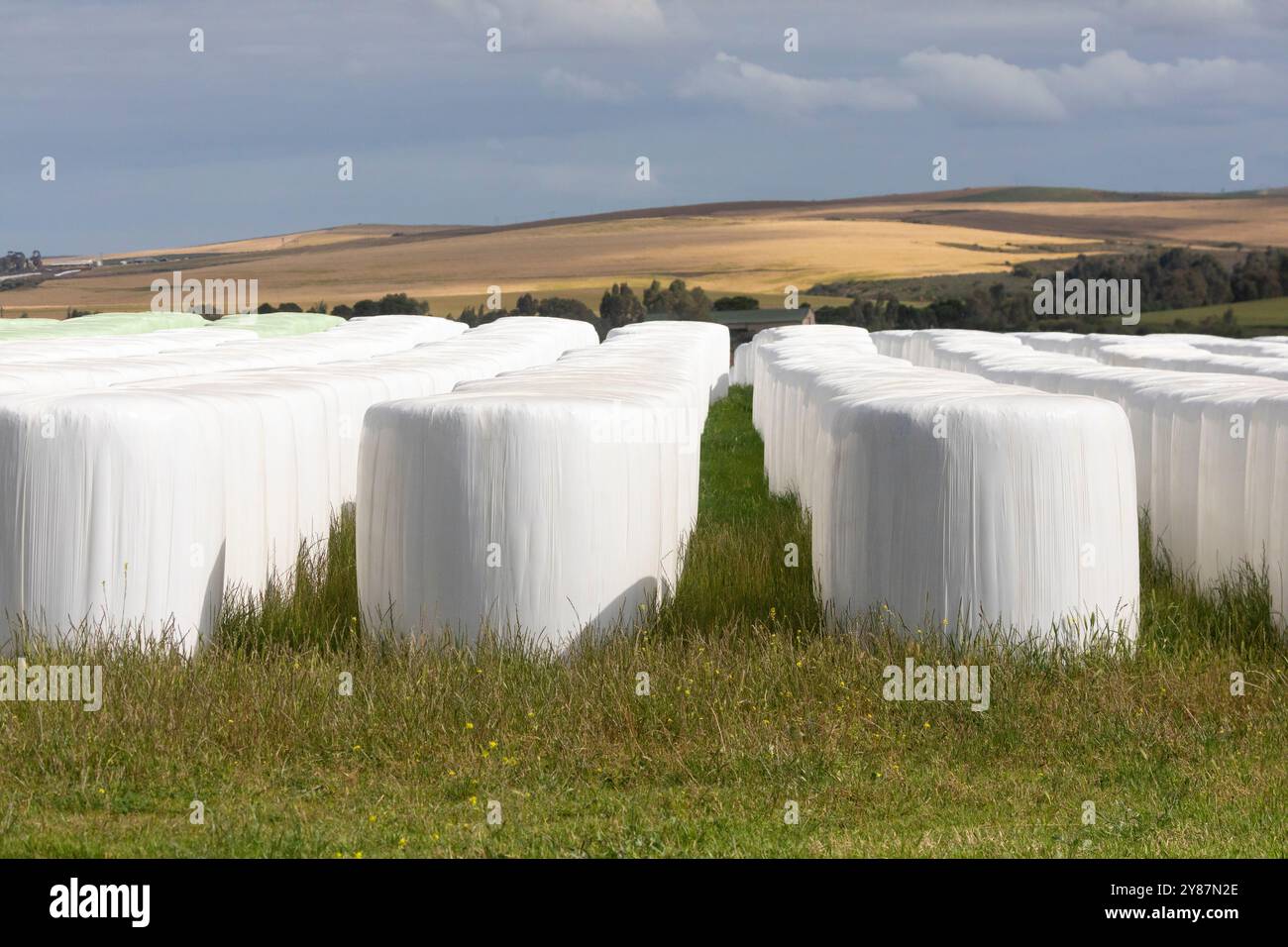 File ordinate di balle di fieno rotonde per l'alimentazione del bestiame invernale avvolte in plastica bianca contro le intemperie in un paesaggio agricolo Foto Stock