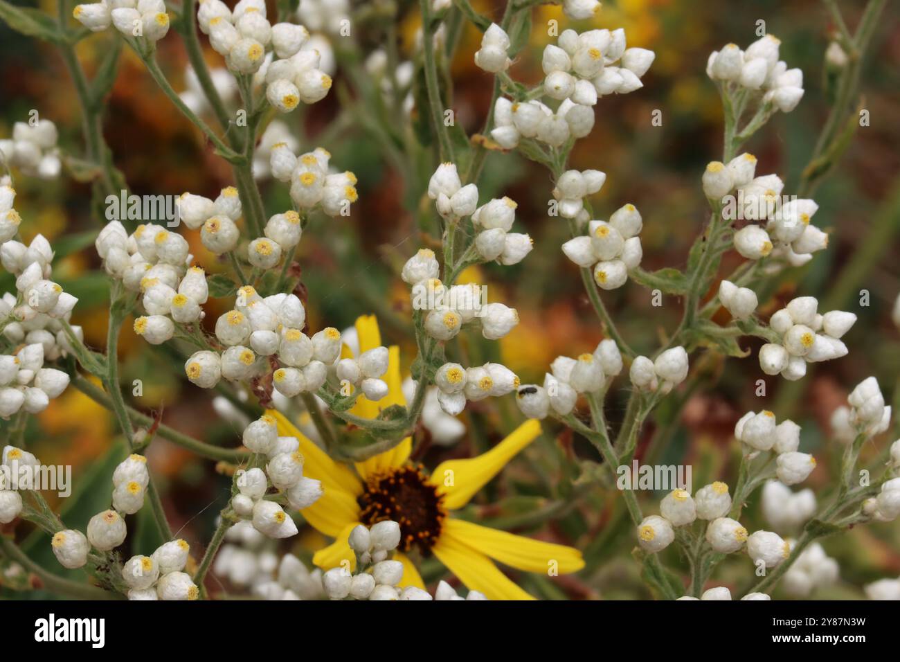 Ladies Tobacco, Pseudognaphalium Californicum, un'erba mesmerica nativa che mostra la testa sciforme fiorisce durante la primavera nella contea costiera di Los Angeles. Foto Stock