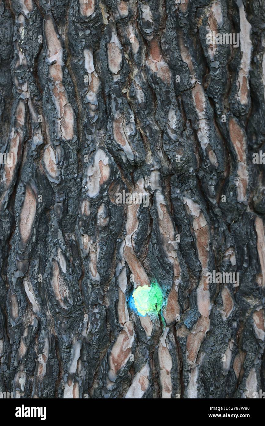 Disastro ecologico: Foresta di pini distrutta dai grandi incendi del luglio 2022 sulla Dune du Pilat in Gironde, nel sud-ovest della Francia. Di più Foto Stock