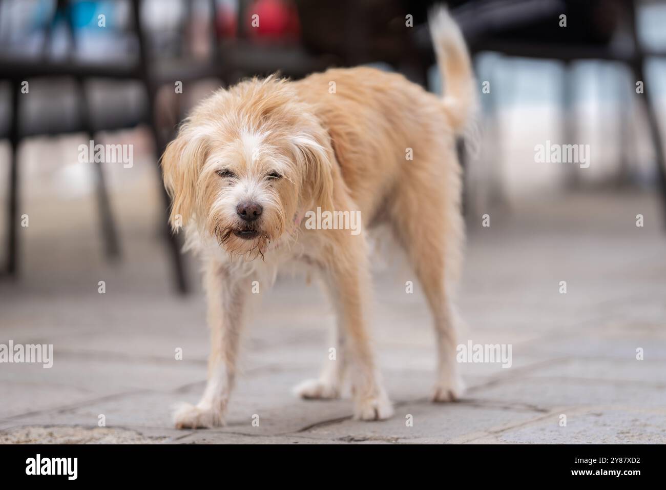 Dutch Smoushond (Hollandse Smoushond, Dutch Ratter) vagando per le strade della città. Hollandse smoushond è una razza di cani da caccia. Foto Stock