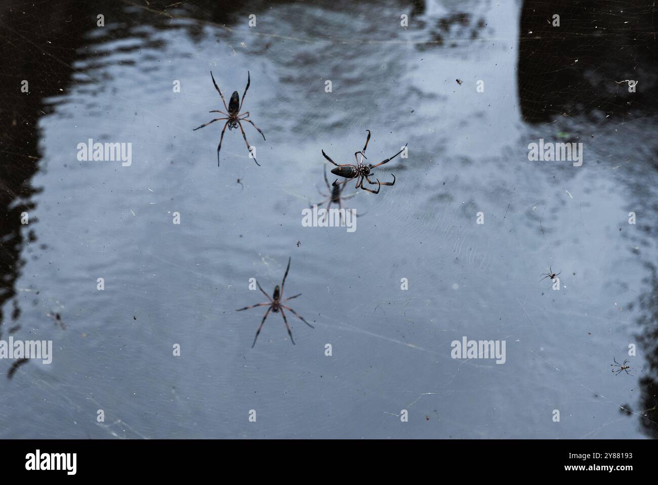 I ragni dorati a gambe rosse sono realizzati su ragnatele, primi piani fotografici naturali con messa a fuoco selettiva. Nephila inaurata, Seychelles Foto Stock