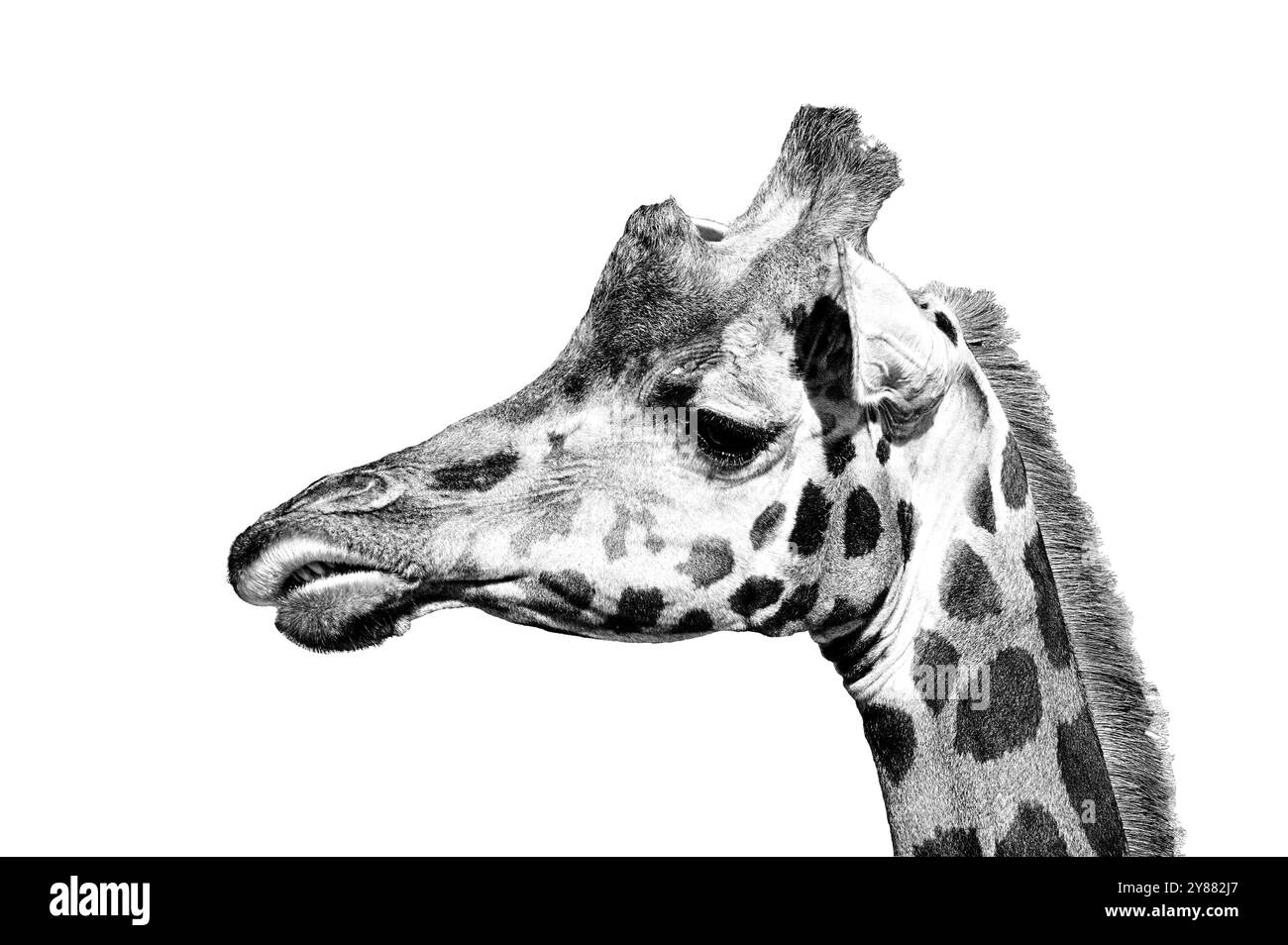 Giraffa camelopardalis rothschildi aka Giraffa Rothschild. Primo piano in bianco e nero con orientamento verticale isolato su sfondo bianco. Foto Stock