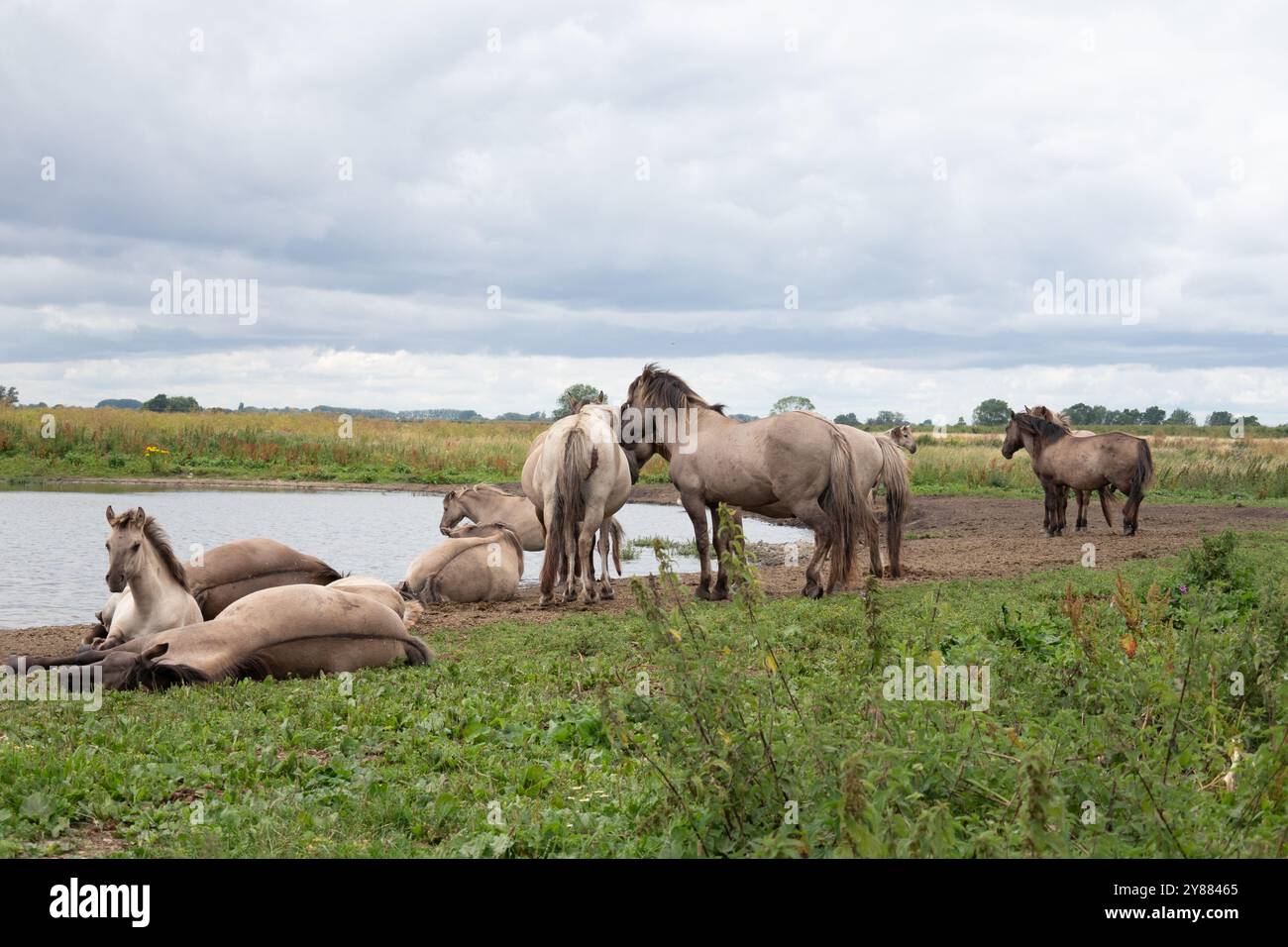 I pony Konik si sono riuniti intorno a un laghetto d'acqua nella riserva naturale Wicken Fen del National Trust a Wicken Cambridgeshire in Inghilterra Foto Stock