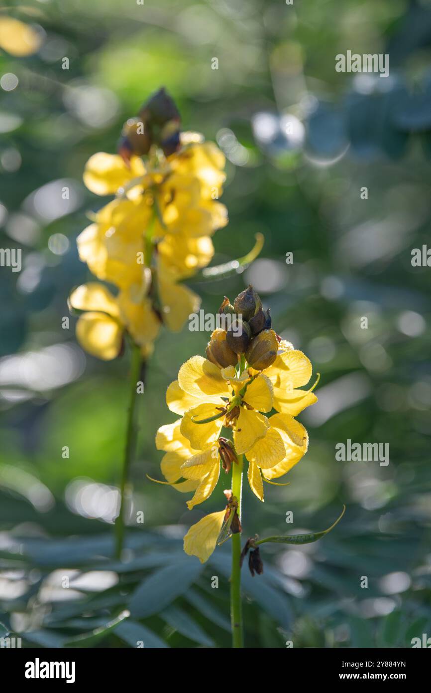 Senna didymobotrya, o senna africana, cresce in un giardino estivo subtropicale. Foto Stock