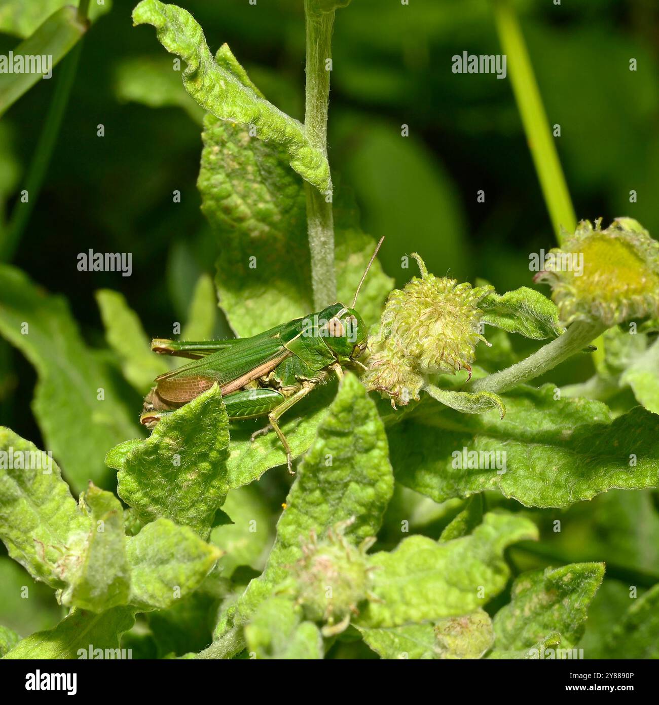 Una cavalletta verde comune femminile, cavalletta comune, Omocestus viridulus, che si nutre di fleabano comune. Foto Stock