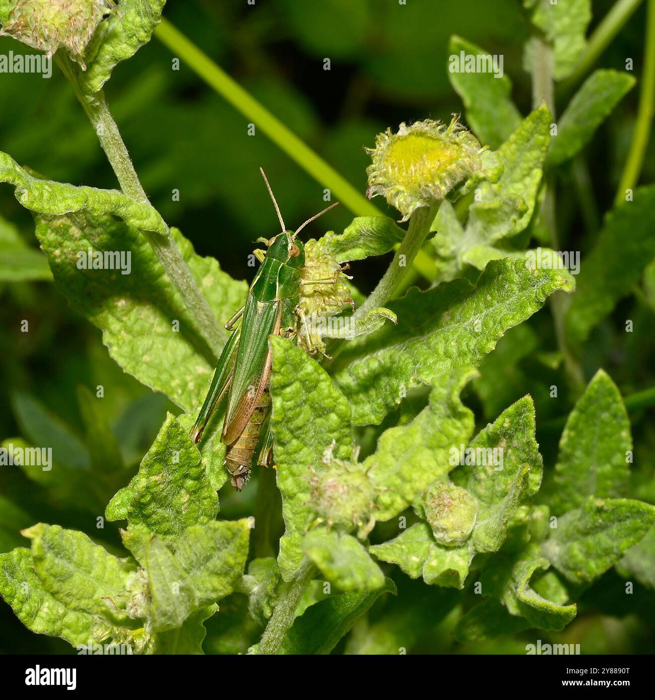 Una cavalletta verde comune femmina, cavalletta comune, Omocestus viridulus, che si nutre di una pianta locale. Foto Stock