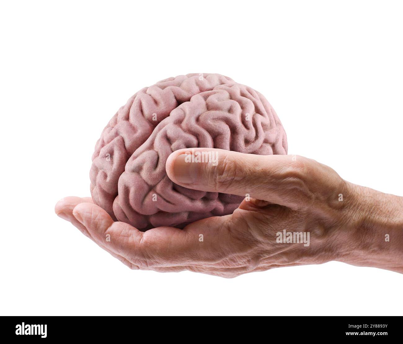 Cervello umano su una mano anziana isolato su sfondo bianco Foto Stock